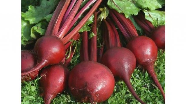 Кластер по первичному семеноводству сахарной свеклы появится на Ставрополье